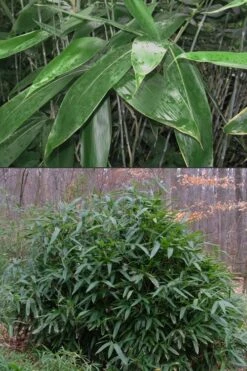 Latifolius Broadleaf Bamboo - Indocalamus Latifolius - 3 Gallon Pot -Plant Serie Store Bamboo Latifolius 500x750 1