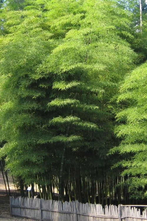 Moso Giant Bamboo (Phyllostachys Edulis 'Moso') - 3 Gallon Pot (4-6') 8 Moso Giant Bamboo (Phyllostachys Edulis 'Moso') - 3 Gallon Pot (4-6') - Image 6