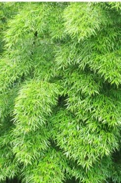 Moso Giant Bamboo (Phyllostachys Edulis 'Moso') - 3 Gallon Pot (4-6') 22 Moso Giant Bamboo (Phyllostachys Edulis 'Moso') - 3 Gallon Pot (4-6') -Plant Serie Store Bamboo Moso 11