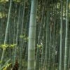 Moso Giant Bamboo (Phyllostachys Edulis 'Moso') - 3 Gallon Pot (2-4') -Plant Serie Store Bamboo Moso 22 1