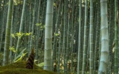 Moso Giant Bamboo (Phyllostachys Edulis 'Moso') - 3 Gallon Pot (2-4') 18 Moso Giant Bamboo (Phyllostachys Edulis 'Moso') - 3 Gallon Pot (2-4') -Plant Serie Store Bamboo Moso 24 1