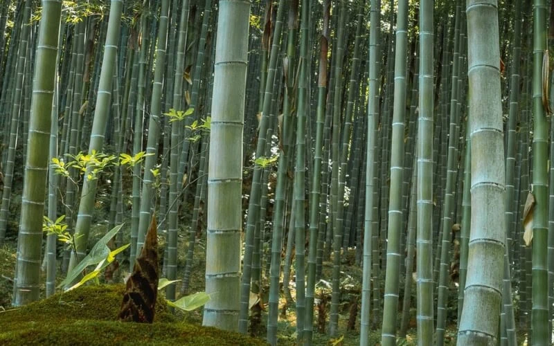 Moso Giant Bamboo (Phyllostachys Edulis 'Moso') - 3 Gallon Pot (4-6') 7 Moso Giant Bamboo (Phyllostachys Edulis 'Moso') - 3 Gallon Pot (4-6') - Image 5