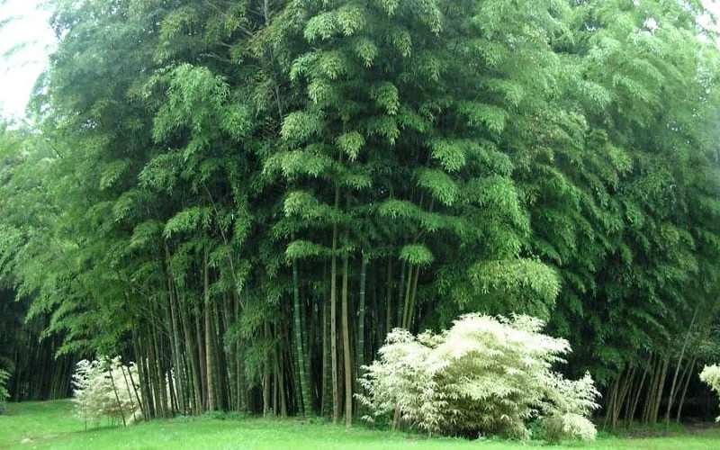 Moso Giant Bamboo (Phyllostachys Edulis 'Moso') - 3 Gallon Pot (2-4') 10 Moso Giant Bamboo (Phyllostachys Edulis 'Moso') - 3 Gallon Pot (2-4') - Image 8