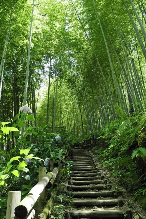 Moso Giant Bamboo (Phyllostachys Edulis 'Moso') - 3 Gallon Pot (2-4') 13 Moso Giant Bamboo (Phyllostachys Edulis 'Moso') - 3 Gallon Pot (2-4') - Image 11