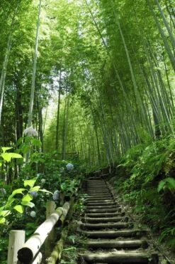 Moso Giant Bamboo (Phyllostachys Edulis 'Moso') - 3 Gallon Pot (4-6') 24 Moso Giant Bamboo (Phyllostachys Edulis 'Moso') - 3 Gallon Pot (4-6') -Plant Serie Store Bamboo Moso 9