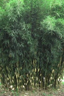 Robust Bamboo - Fargesia Robusta - 3 Gallon Pot -Plant Serie Store Bamboo Robusta 1