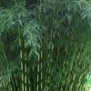 Robust Bamboo - Fargesia Robusta - 3 Gallon Pot -Plant Serie Store Bamboo Robusta 3