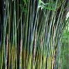 Giant Weavers Royal Bamboo (Wong Chuk) - Bambusa Textilis 'Kanapaha' - 3 Gallon Pot -Plant Serie Store Bamboo Royal 20