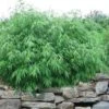 Dragons Head Bamboo (Fargesia Dracocephala 'Rufa') - 5 Gallon Pot -Plant Serie Store Bamboo Rufa 10