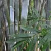 Silk Bamboo - Bambusa Textilis 'Glabra' - 2 Gallon Pot