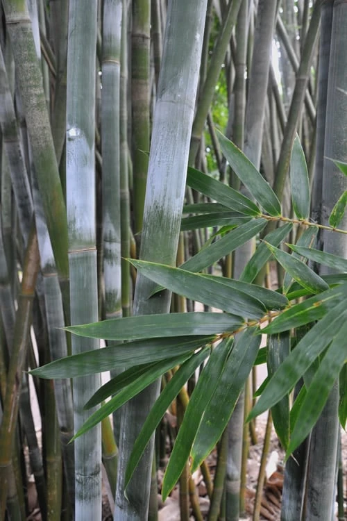 Silk Bamboo - Bambusa Textilis 'Glabra' - 2 Gallon Pot 3 Silk Bamboo - Bambusa Textilis 'Glabra' - 2 Gallon Pot
