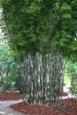 Silk Bamboo - Bambusa Textilis 'Glabra' - 2 Gallon Pot 10 Silk Bamboo - Bambusa Textilis 'Glabra' - 2 Gallon Pot -Plant Serie Store Bamboo Silk 5