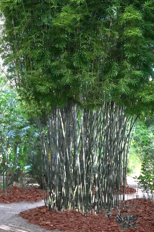 Silk Bamboo - Bambusa Textilis 'Glabra' - 2 Gallon Pot 6 Silk Bamboo - Bambusa Textilis 'Glabra' - 2 Gallon Pot - Image 4