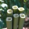 Square Stem Bamboo - Chimonobambusa Quadrangularis - 5 Gallon Pot -Plant Serie Store Bamboo Square