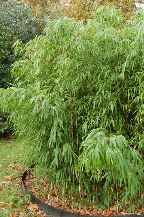 Square Stem Bamboo - Chimonobambusa Quadrangularis - 5 Gallon Pot 8 Square Stem Bamboo - Chimonobambusa Quadrangularis - 5 Gallon Pot - Image 6