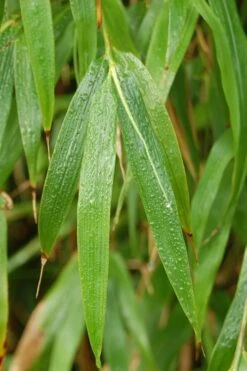 Square Stem Bamboo - Chimonobambusa Quadrangularis - 5 Gallon Pot 13 Square Stem Bamboo - Chimonobambusa Quadrangularis - 5 Gallon Pot -Plant Serie Store Bamboo Square 3