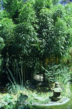 Golden Square Stem Bamboo (Chimonobambusa Quadrangularis 'Suow') - 5 Gallon Pot -Plant Serie Store Bamboo Square 4 1