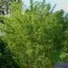 Stone Bamboo - Phyllostachys Angusta - 3 Gallon Pot (3-4') 2 Stone Bamboo - Phyllostachys Angusta - 3 Gallon Pot (3-4') -Plant Serie Store Bamboo Stone 1