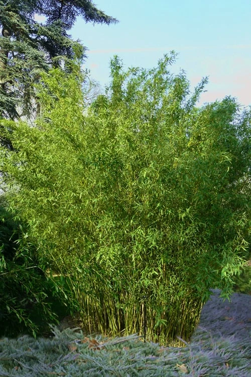 Stone Bamboo - Phyllostachys Angusta - 3 Gallon Pot (3-4') 3 Stone Bamboo - Phyllostachys Angusta - 3 Gallon Pot (3-4')