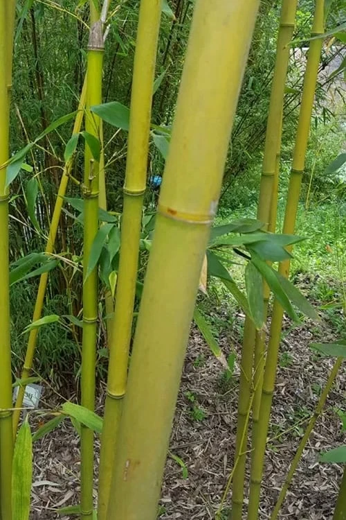 Stone Bamboo - Phyllostachys Angusta - 3 Gallon Pot (3-4') 6 Stone Bamboo - Phyllostachys Angusta - 3 Gallon Pot (3-4') - Image 4