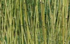 Stone Bamboo - Phyllostachys Angusta - 3 Gallon Pot (3-4') 13 Stone Bamboo - Phyllostachys Angusta - 3 Gallon Pot (3-4') -Plant Serie Store Bamboo Stone 3