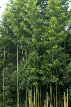 Temple Bamboo (Semiarundinaria Fastuosa) - 3 Gallon Pot (2-4') -Plant Serie Store Bamboo Temple 20