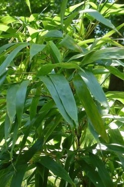 Temple Bamboo (Semiarundinaria Fastuosa) - 3 Gallon Pot (2-4') -Plant Serie Store Bamboo Temple 6