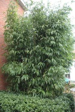 Temple Bamboo (Semiarundinaria Fastuosa) - 3 Gallon Pot (2-4') -Plant Serie Store Bamboo Temple 9