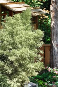 Variegated Chinese Temple Bamboo - Sinobambusa Tootsik 'Albostriata' - 3 Gallon Pot -Plant Serie Store Bamboo Variegated Chinese Temple Bamboo 5