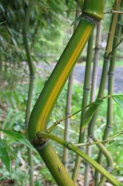 Yellow Groove Bamboo (Phyllostachys Aureosulcata) - 3 Gallon Pot (4-6'+) 11 Yellow Groove Bamboo (Phyllostachys Aureosulcata) - 3 Gallon Pot (4-6'+) -Plant Serie Store Bamboo Yellow Groove 11