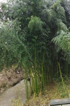 Yellow Groove Bamboo (Phyllostachys Aureosulcata) - 3 Gallon Pot (2-4') 13 Yellow Groove Bamboo (Phyllostachys Aureosulcata) - 3 Gallon Pot (2-4') -Plant Serie Store Bamboo Yellow Groove 13 1