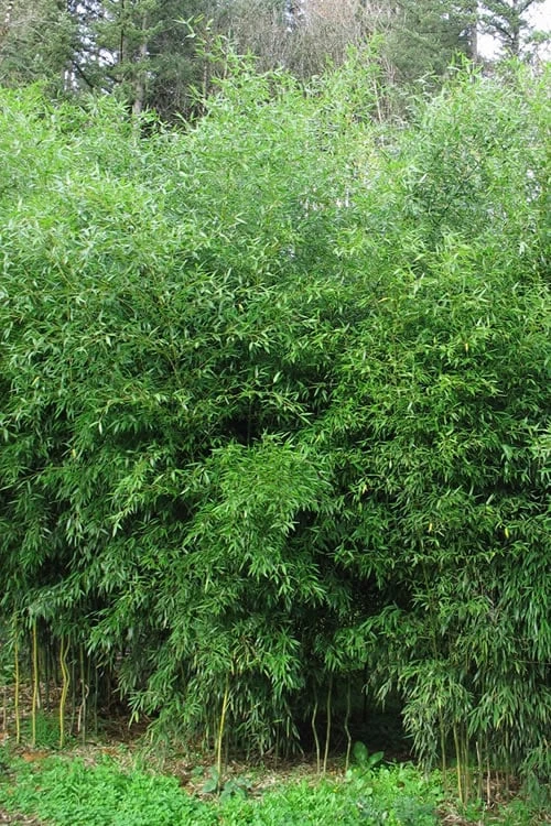 Yellow Groove Bamboo (Phyllostachys Aureosulcata) - 3 Gallon Pot (4-6'+) 3 Yellow Groove Bamboo (Phyllostachys Aureosulcata) - 3 Gallon Pot (4-6'+)
