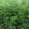 Yellow Groove Bamboo (Phyllostachys Aureosulcata) - 3 Gallon Pot (2-4') -Plant Serie Store Bamboo Yellow Groove 500x750 2
