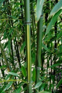 Yellow Groove Bamboo (Phyllostachys Aureosulcata) - 3 Gallon Pot (4-6'+) 12 Yellow Groove Bamboo (Phyllostachys Aureosulcata) - 3 Gallon Pot (4-6'+) -Plant Serie Store Bamboo Yellow Groove 9