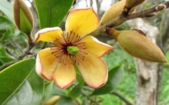 Banana Shrub - 1 Gallon Pot -Plant Serie Store Banana Shrub Flower Closeup