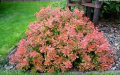 Admiration Barberry - 2 Gallon Pot -Plant Serie Store Barberry Admiration 10