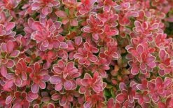 Admiration Barberry - 2 Gallon Pot -Plant Serie Store Barberry Admiration 11