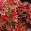 Admiration Barberry - 2 Gallon Pot 1 Admiration Barberry - 2 Gallon Pot -Plant Serie Store Barberry Admiration 6