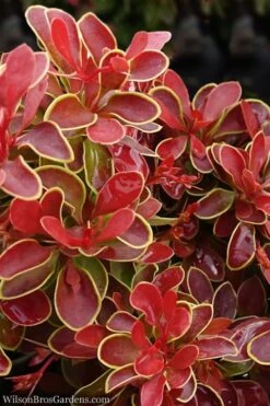 Plant Serie Store 29 Admiration Barberry - 2 Gallon Pot