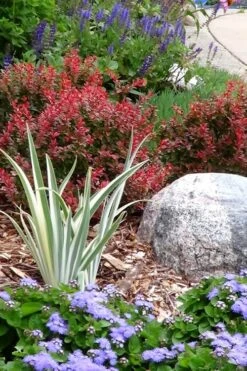 Admiration Barberry - 3 Gallon Pot -Plant Serie Store Barberry Admiration 7 1