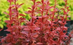 Orange Rocket Barberry - 2.5 Quart Pot -Plant Serie Store Barberry Orange Rocket