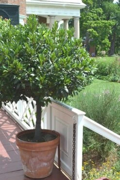 Bay Laurel (Sweet Bay) - Laurus Nobilis - 1 Gallon Pot 17 Bay Laurel (Sweet Bay) - Laurus Nobilis - 1 Gallon Pot -Plant Serie Store Bay Laurel 10