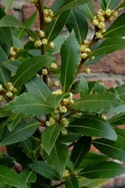 Bay Laurel (Sweet Bay) - Laurus Nobilis - 1 Gallon Pot 16 Bay Laurel (Sweet Bay) - Laurus Nobilis - 1 Gallon Pot -Plant Serie Store Bay Laurel 2