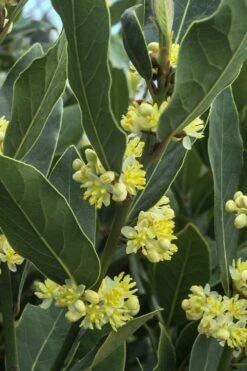 Bay Laurel (Sweet Bay) - Laurus Nobilis - 1 Gallon Pot 13 Bay Laurel (Sweet Bay) - Laurus Nobilis - 1 Gallon Pot -Plant Serie Store Bay Laurel 3