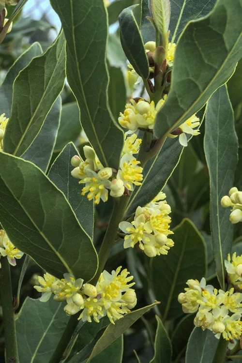 Bay Laurel (Sweet Bay) - Laurus Nobilis - 1 Gallon Pot 6 Bay Laurel (Sweet Bay) - Laurus Nobilis - 1 Gallon Pot - Image 4