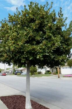 Bay Laurel (Sweet Bay) - Laurus Nobilis - 1 Gallon Pot 14 Bay Laurel (Sweet Bay) - Laurus Nobilis - 1 Gallon Pot -Plant Serie Store Bay Laurel 5