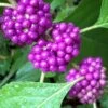 American Beautyberry - 1 Gallon Pot -Plant Serie Store Beautyberry American BS