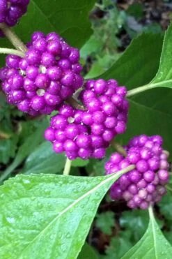 Plant Serie Store 45 American Beautyberry - 1 Gallon Pot