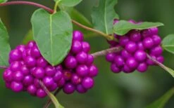 American Beautyberry - 1 Gallon Pot -Plant Serie Store Beautyberry American Berries Closeup