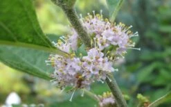 American Beautyberry - 1 Gallon Pot -Plant Serie Store Beautyberry American Flowers